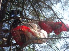 Geoff and Roger up a gum tree.