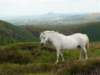 dsc05396small_small.jpg