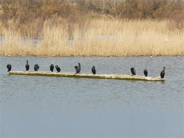 p1080202small.jpg