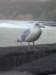 imgp5039small_small.jpg