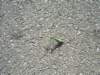 imgp5732small_small.jpg