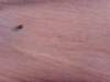 ssl21185small_small.jpg
